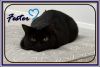FESTER &amp; PUGSLEY (CP) photo 3