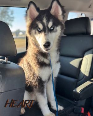 Bronco, Young Male Siberian Husky