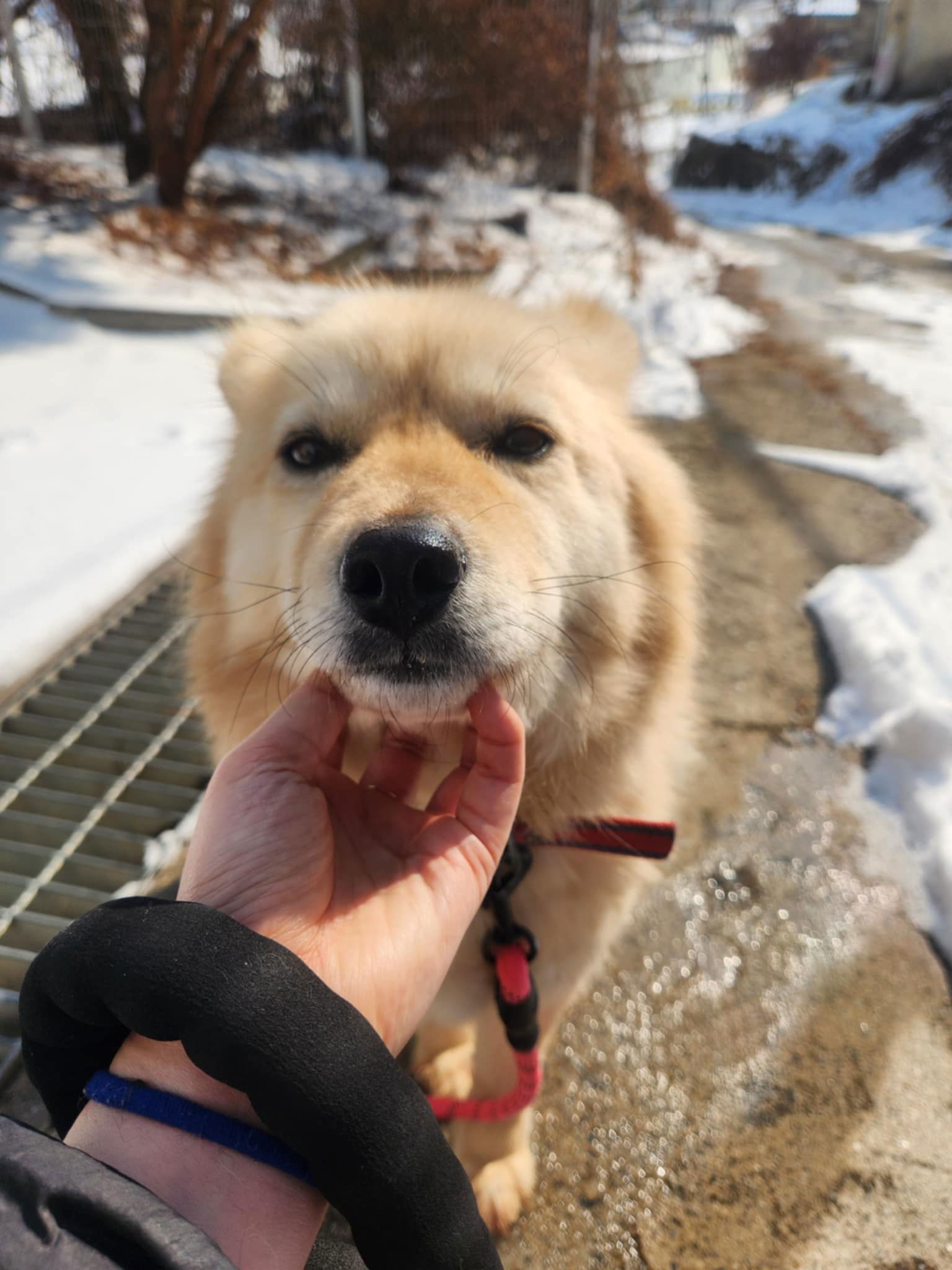 FLOWER, an adoptable Golden Retriever, Spitz in Agoura Hills, CA, 91301 | Photo Image 2