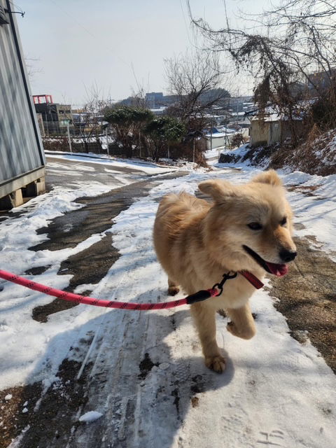 FLOWER, an adoptable Golden Retriever, Spitz in Agoura Hills, CA, 91301 | Photo Image 3