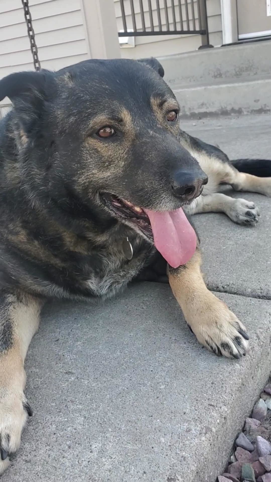 Bear, an adoptable German Shepherd Dog in Polson, MT, 59860 | Photo Image 1