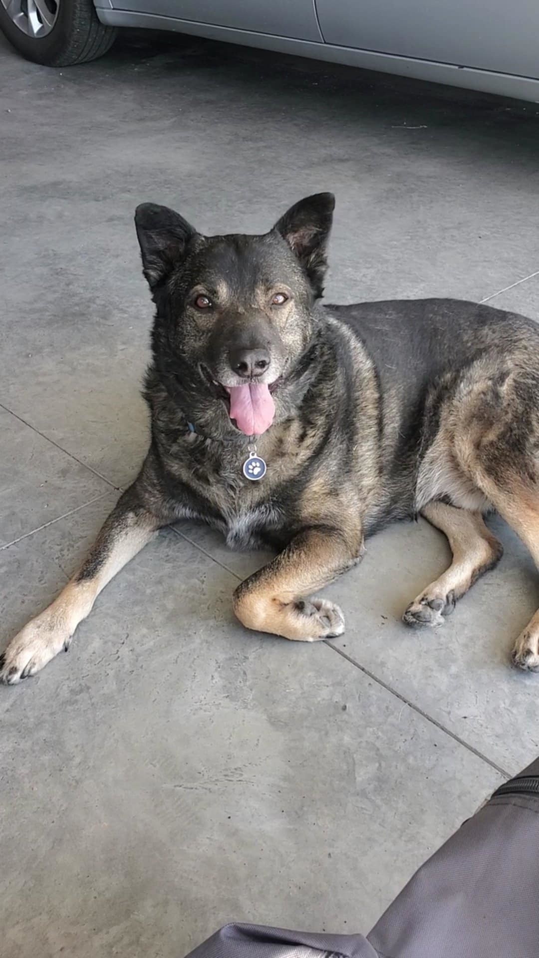Bear, an adoptable German Shepherd Dog in Polson, MT, 59860 | Photo Image 1