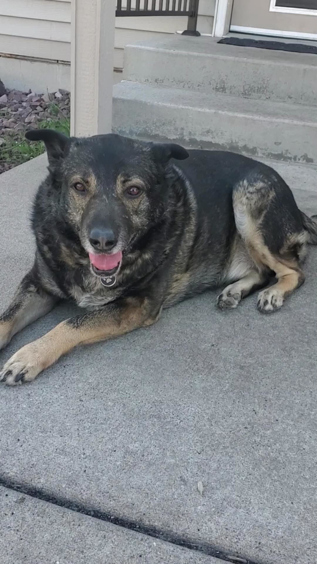 Bear, an adoptable German Shepherd Dog in Polson, MT, 59860 | Photo Image 2