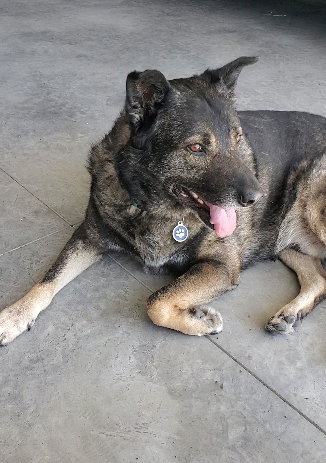 Bear, an adoptable German Shepherd Dog in Polson, MT, 59860 | Photo Image 2