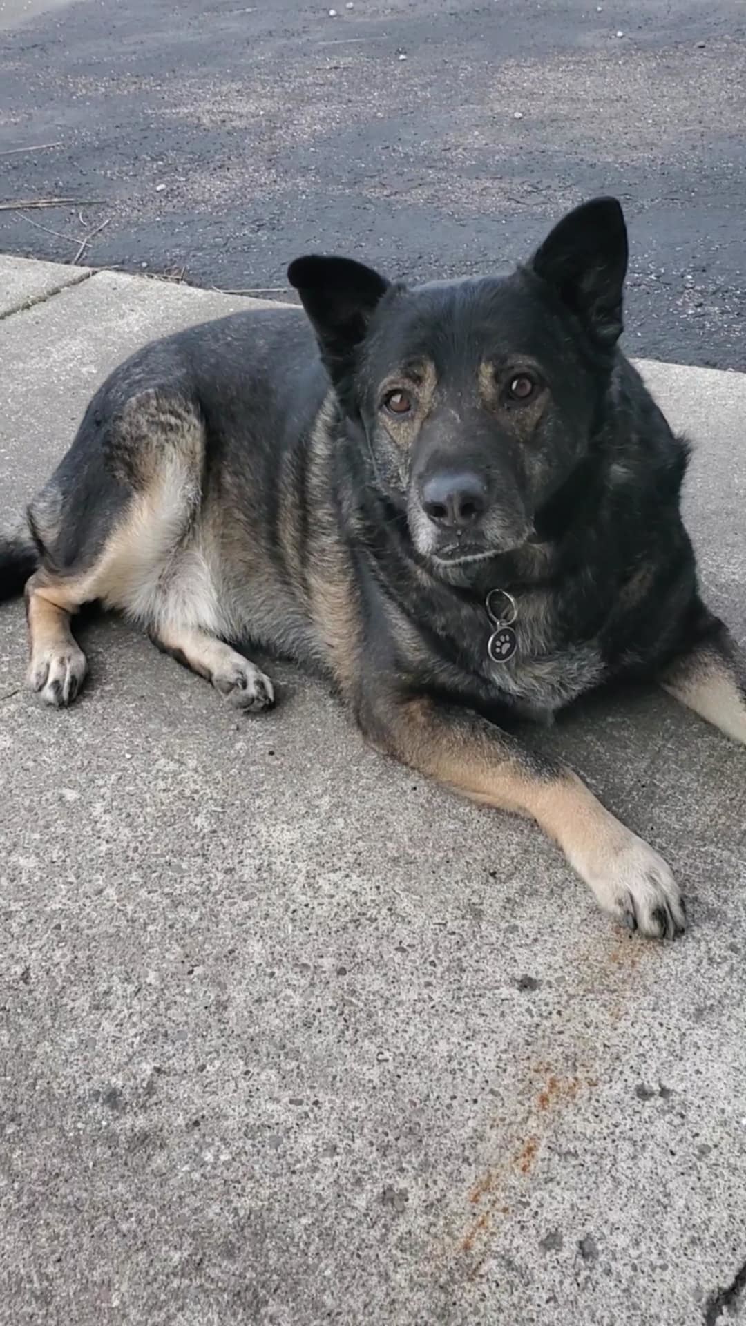 Bear, an adoptable German Shepherd Dog in Polson, MT, 59860 | Photo Image 3