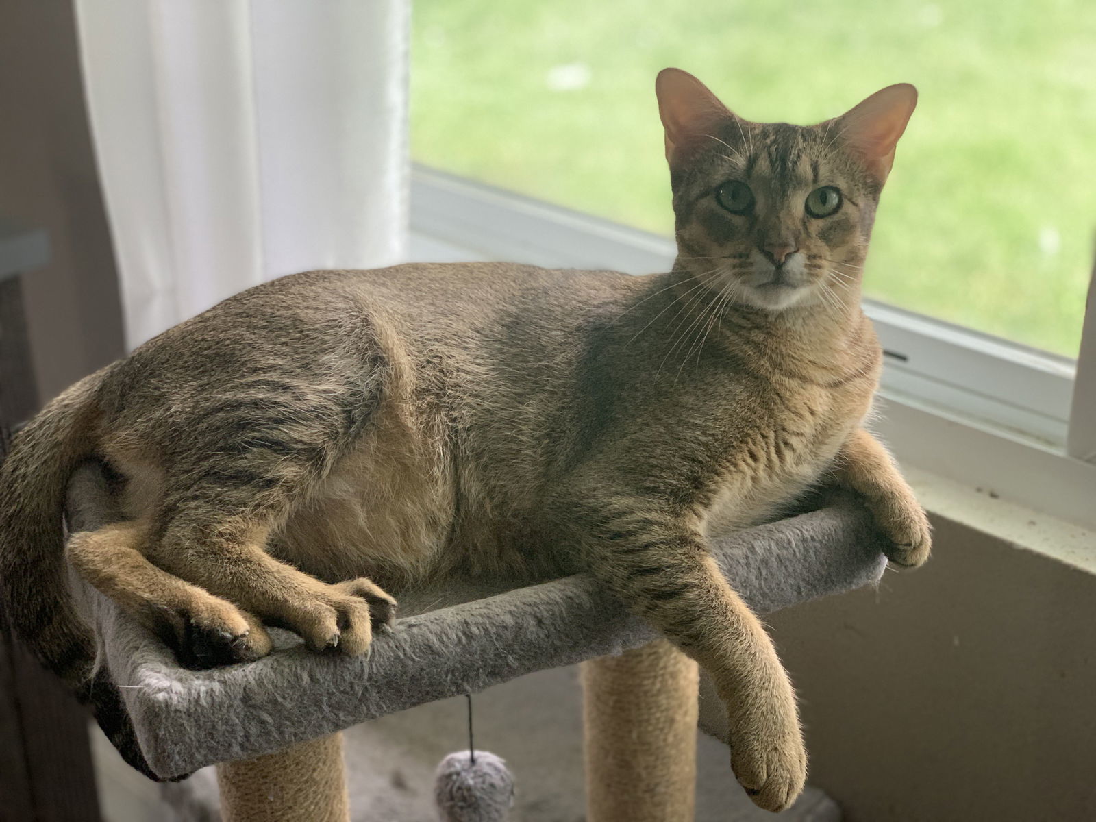Ace, an adoptable Abyssinian in Fenton, MO, 63026 | Photo Image 1