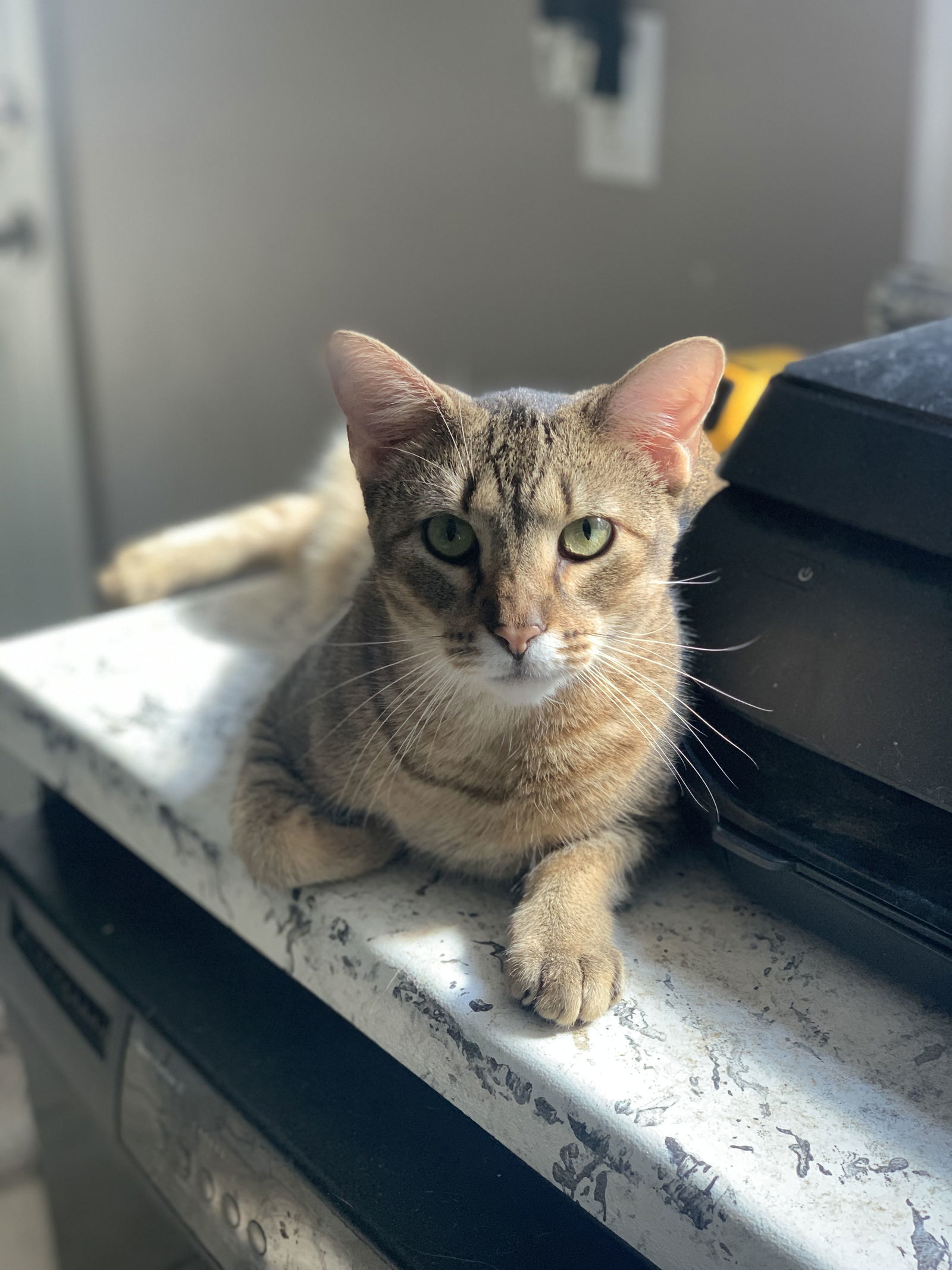 Ace, an adoptable Abyssinian in Fenton, MO, 63026 | Photo Image 2
