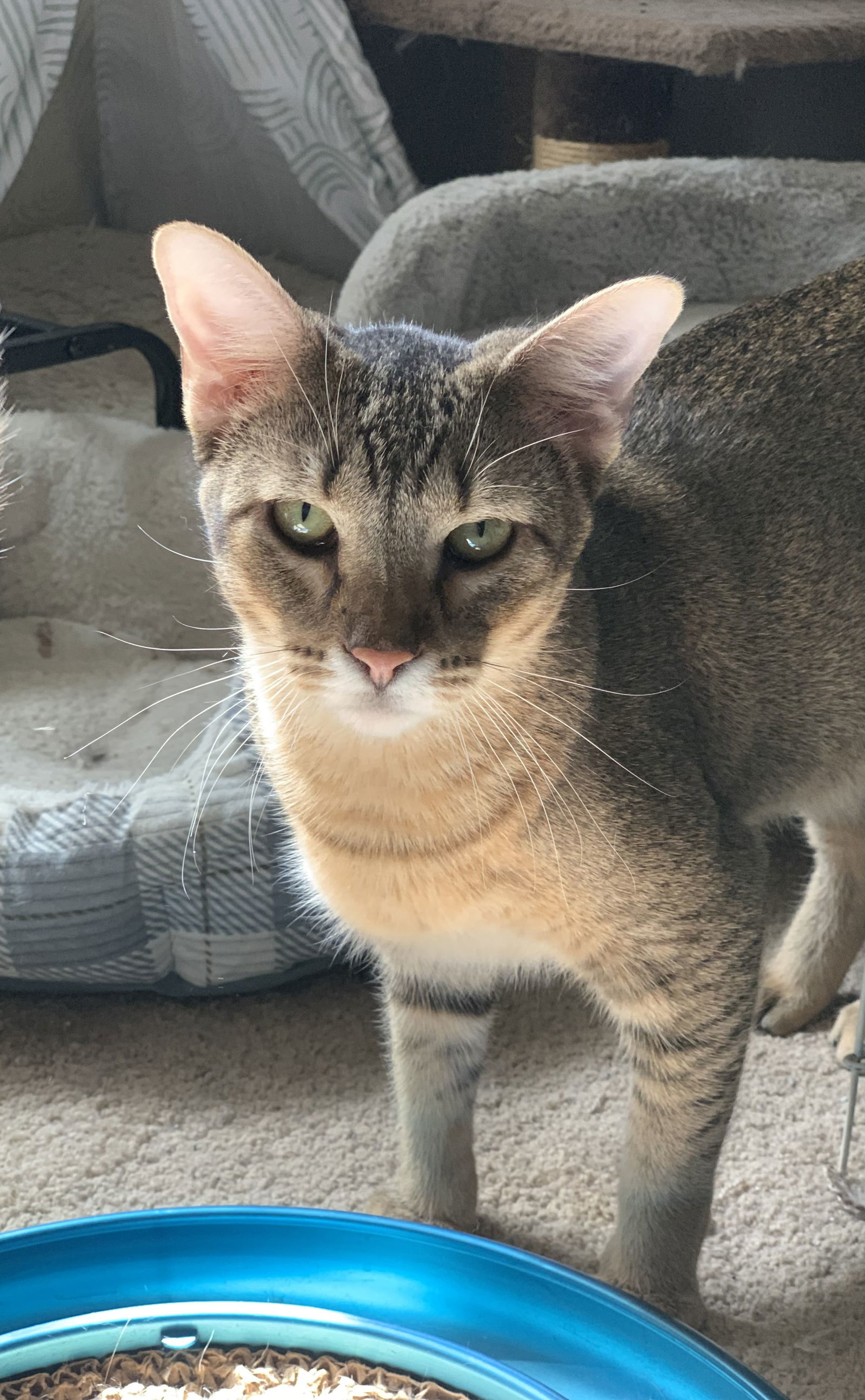 Ace, an adoptable Abyssinian in Fenton, MO, 63026 | Photo Image 3