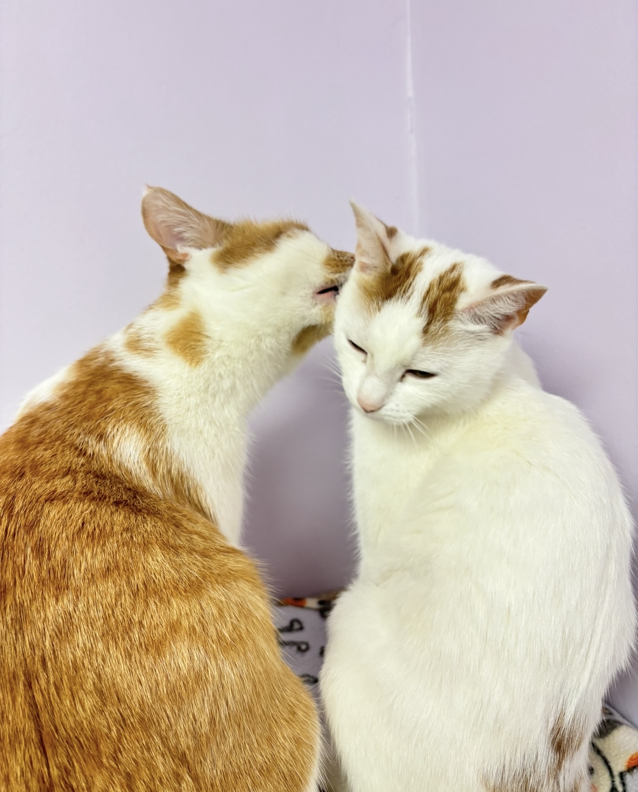 Luna (adoptable with bonded sister, Remi)