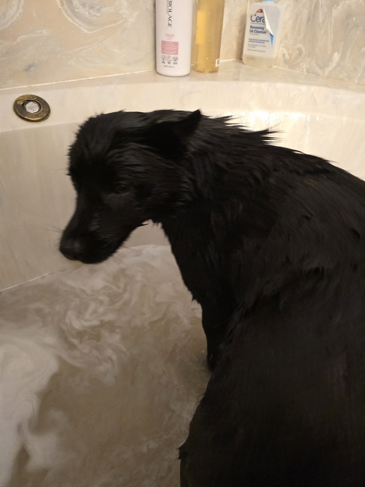 Midnight, an adoptable Schipperke, Labrador Retriever in Albuquerque, NM, 87120 | Photo Image 1
