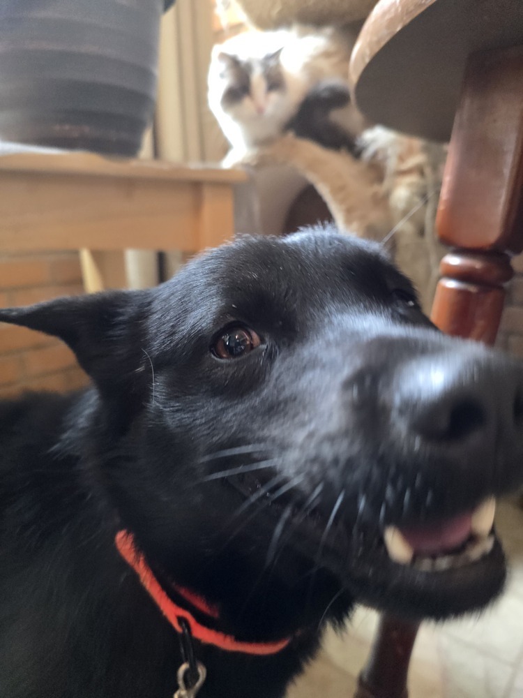Midnight, an adoptable Schipperke, Labrador Retriever in Albuquerque, NM, 87120 | Photo Image 2