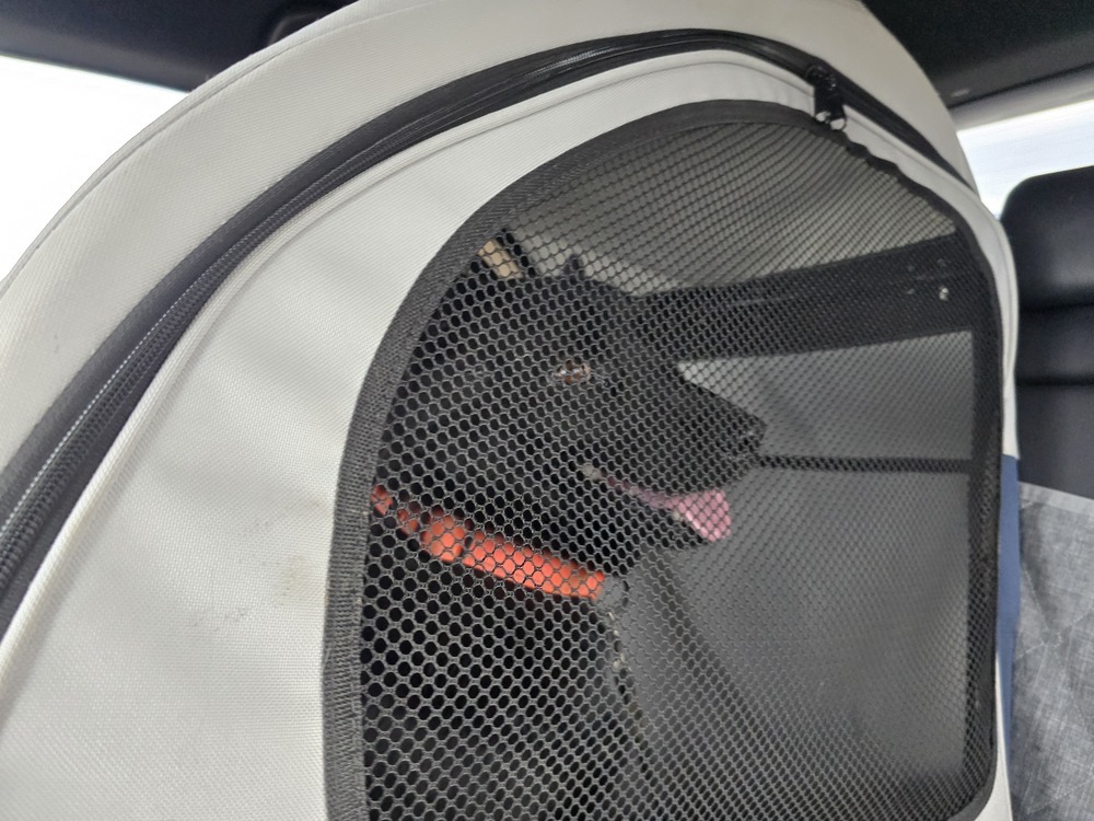 Midnight, an adoptable Schipperke, Labrador Retriever in Albuquerque, NM, 87120 | Photo Image 3