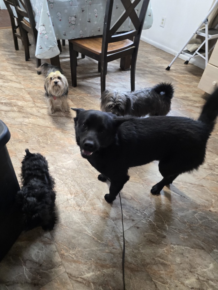 Midnight, an adoptable Schipperke, Labrador Retriever in Albuquerque, NM, 87120 | Photo Image 4