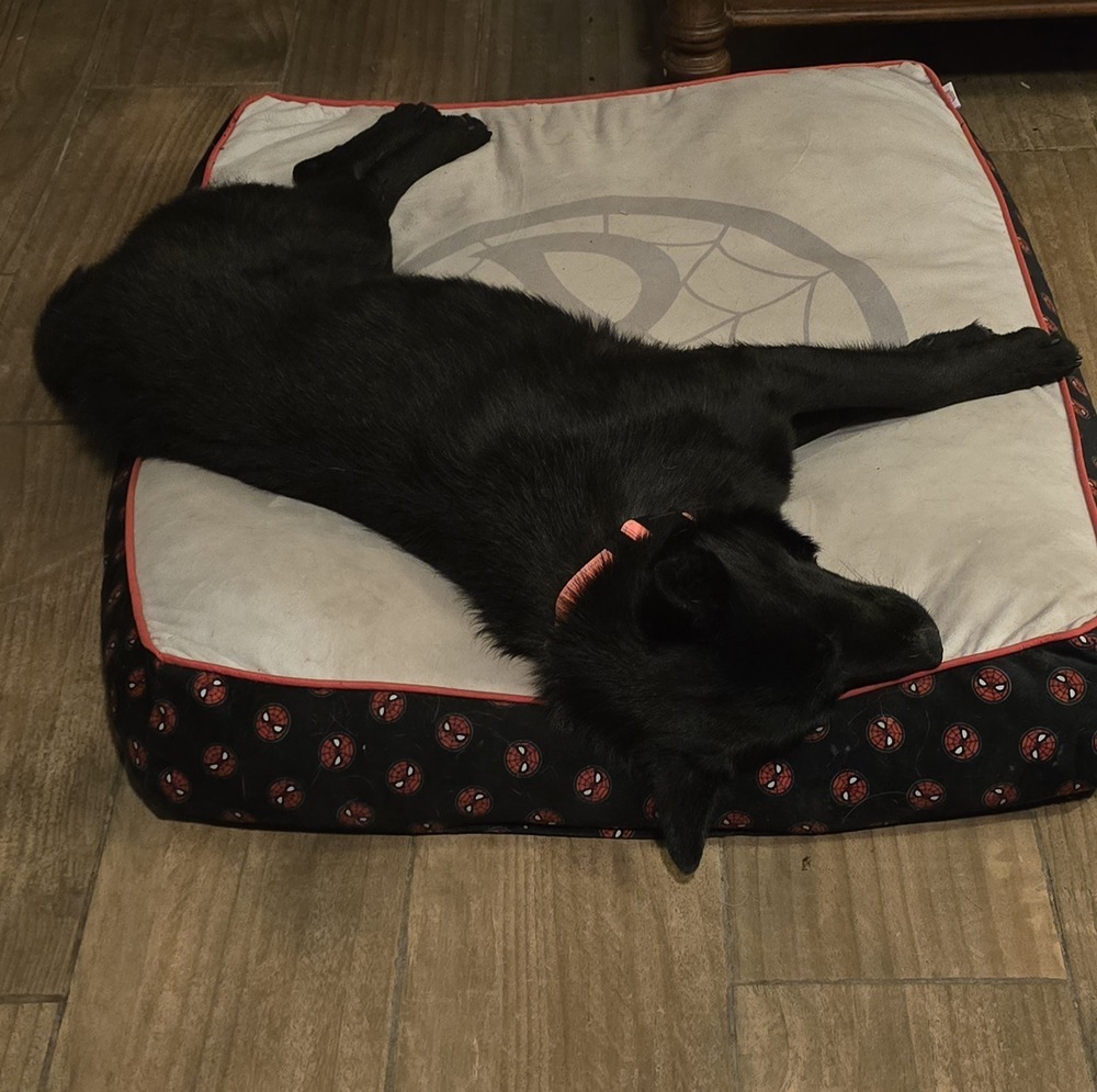 Midnight, an adoptable Schipperke, Labrador Retriever in Albuquerque, NM, 87120 | Photo Image 5