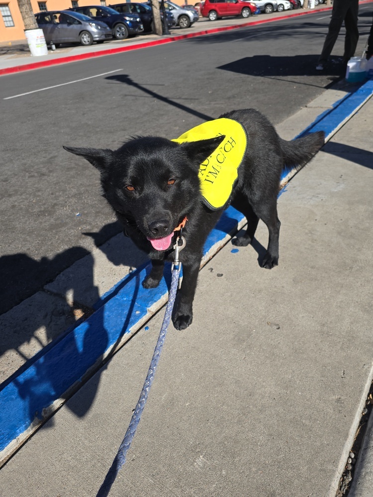 Midnight, an adoptable Schipperke, Labrador Retriever in Albuquerque, NM, 87120 | Photo Image 6