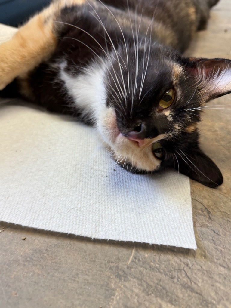 Twinkle, an adoptable Domestic Short Hair in Algona, IA, 50511 | Photo Image 1
