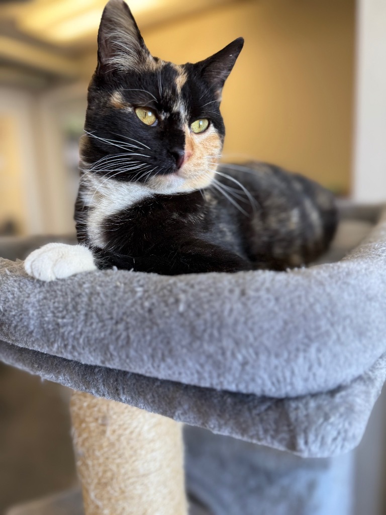 Twinkle, an adoptable Domestic Short Hair in Algona, IA, 50511 | Photo Image 2