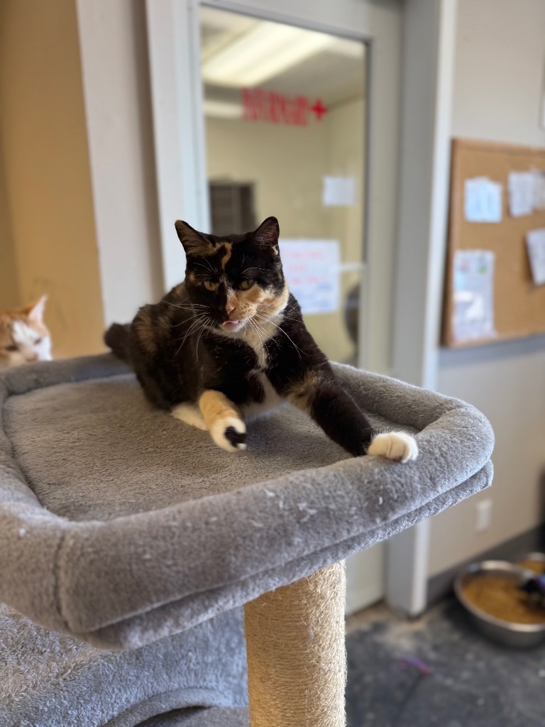 Twinkle, an adoptable Domestic Short Hair in Algona, IA, 50511 | Photo Image 3
