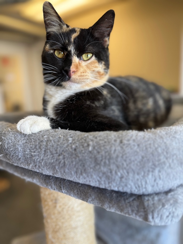 Twinkle, an adoptable Domestic Short Hair in Algona, IA, 50511 | Photo Image 4