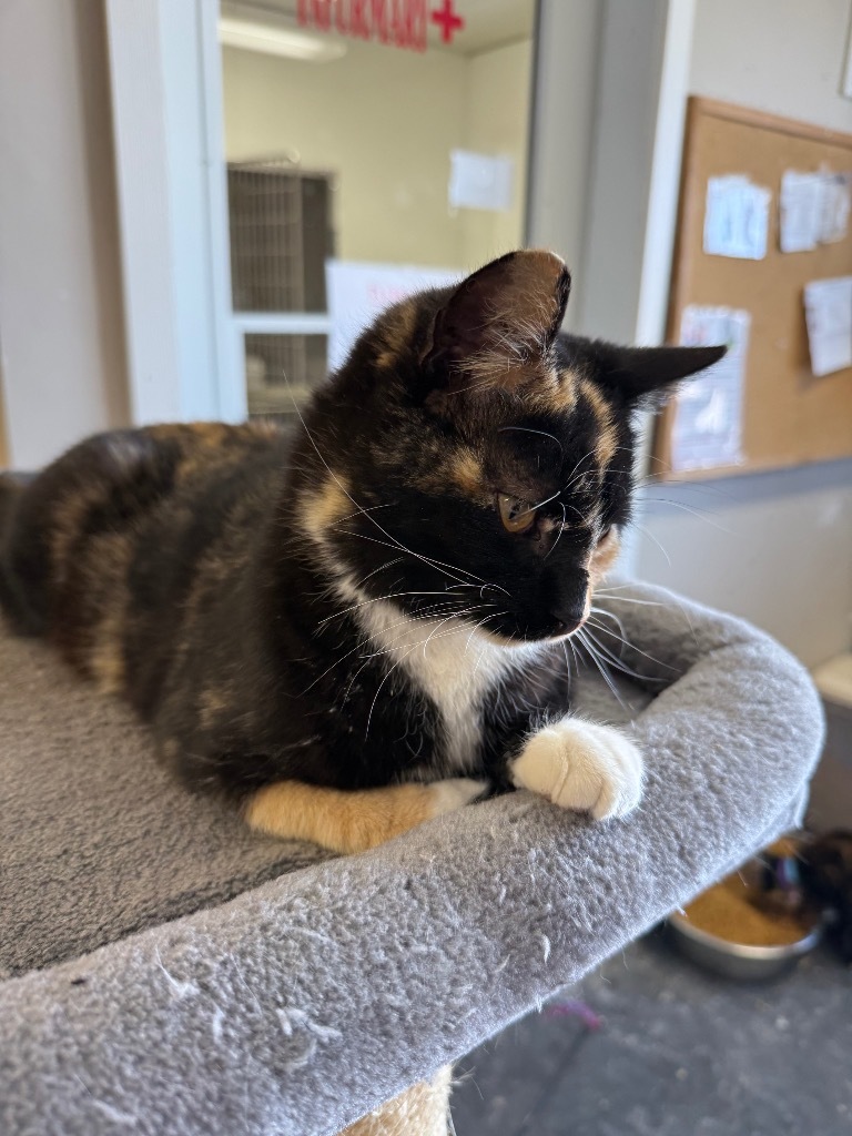 Twinkle, an adoptable Domestic Short Hair in Algona, IA, 50511 | Photo Image 5