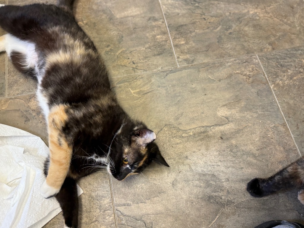 Twinkle, an adoptable Domestic Short Hair in Algona, IA, 50511 | Photo Image 6