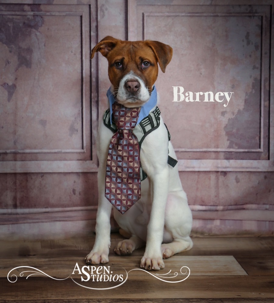 Barney