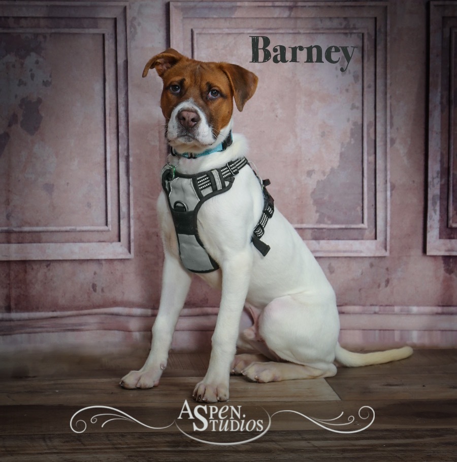 Barney
