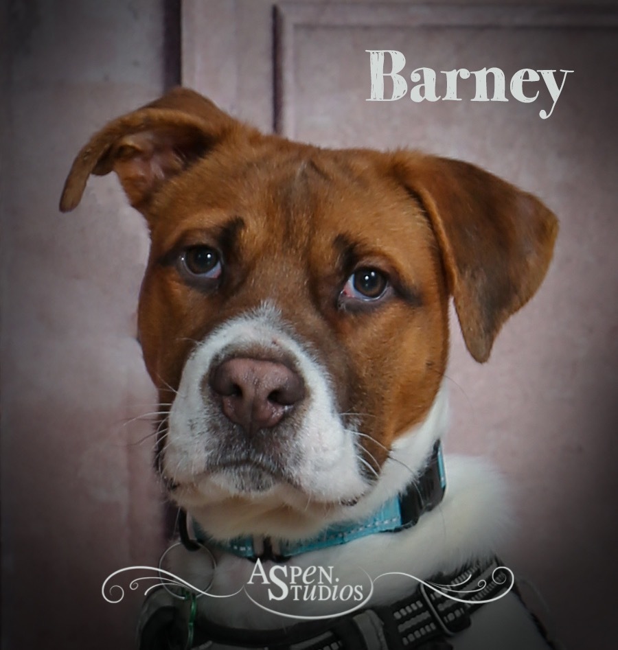 Barney