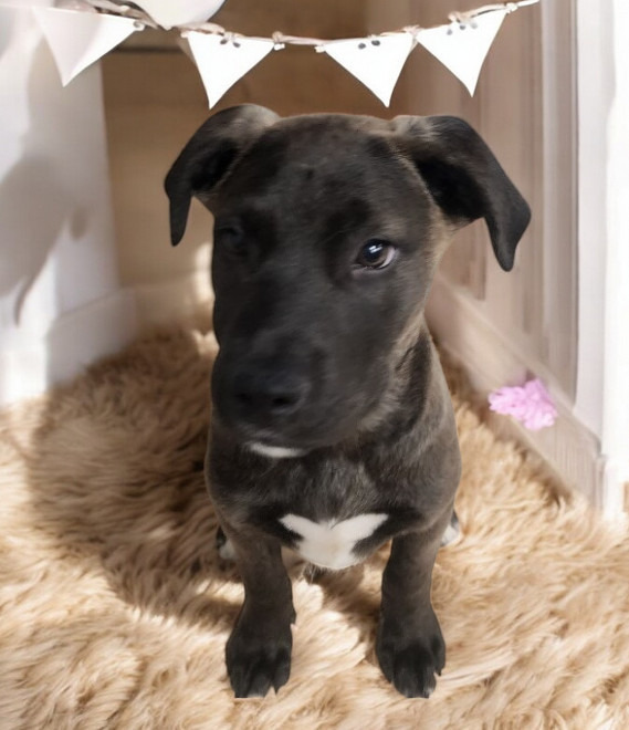 Astro