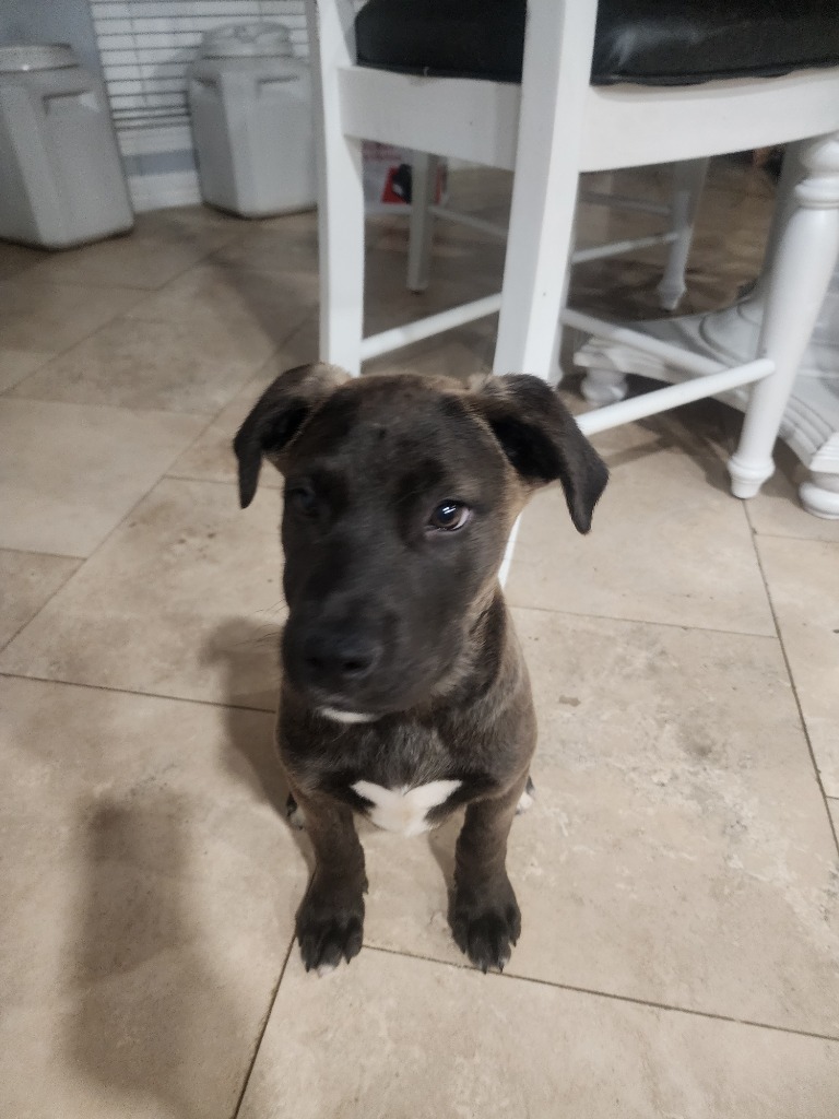 Astro
