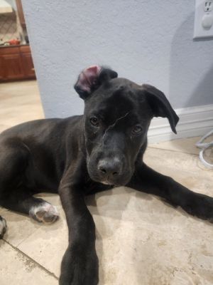 Tucker, Young Male unknown