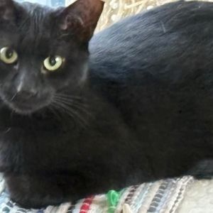 Sirius