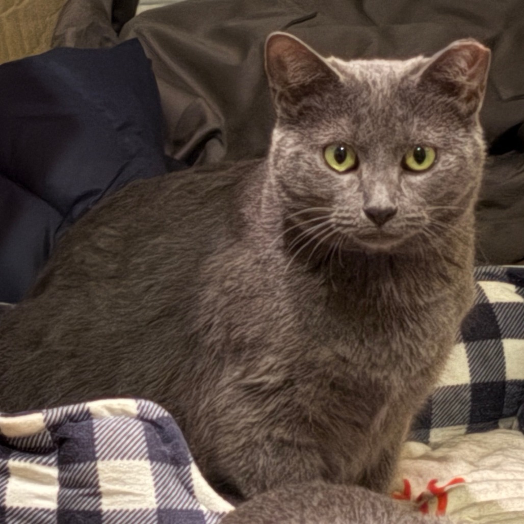 Graysie