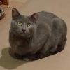 Graysie photo 3