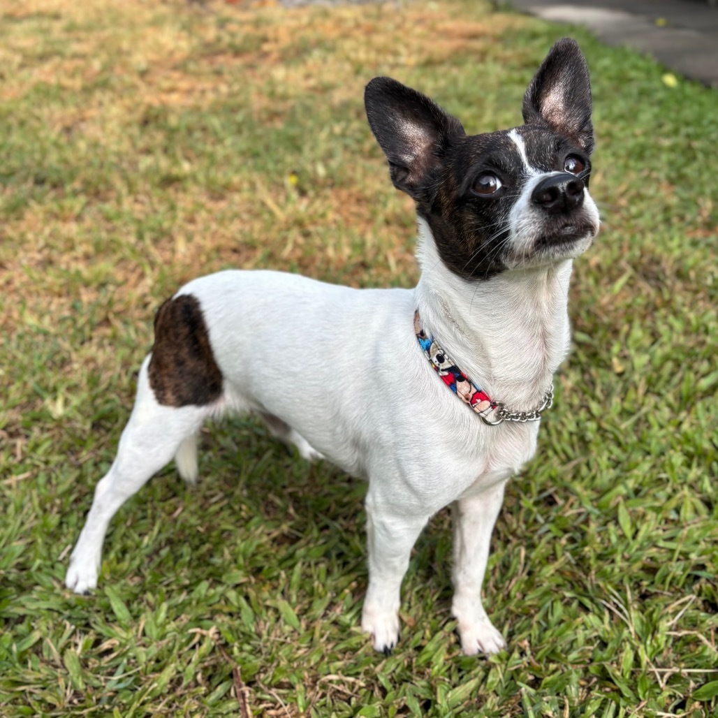 Noah(COH-A-63071), an adoptable Chihuahua, Terrier in Keaau, HI, 96749 | Photo Image 1