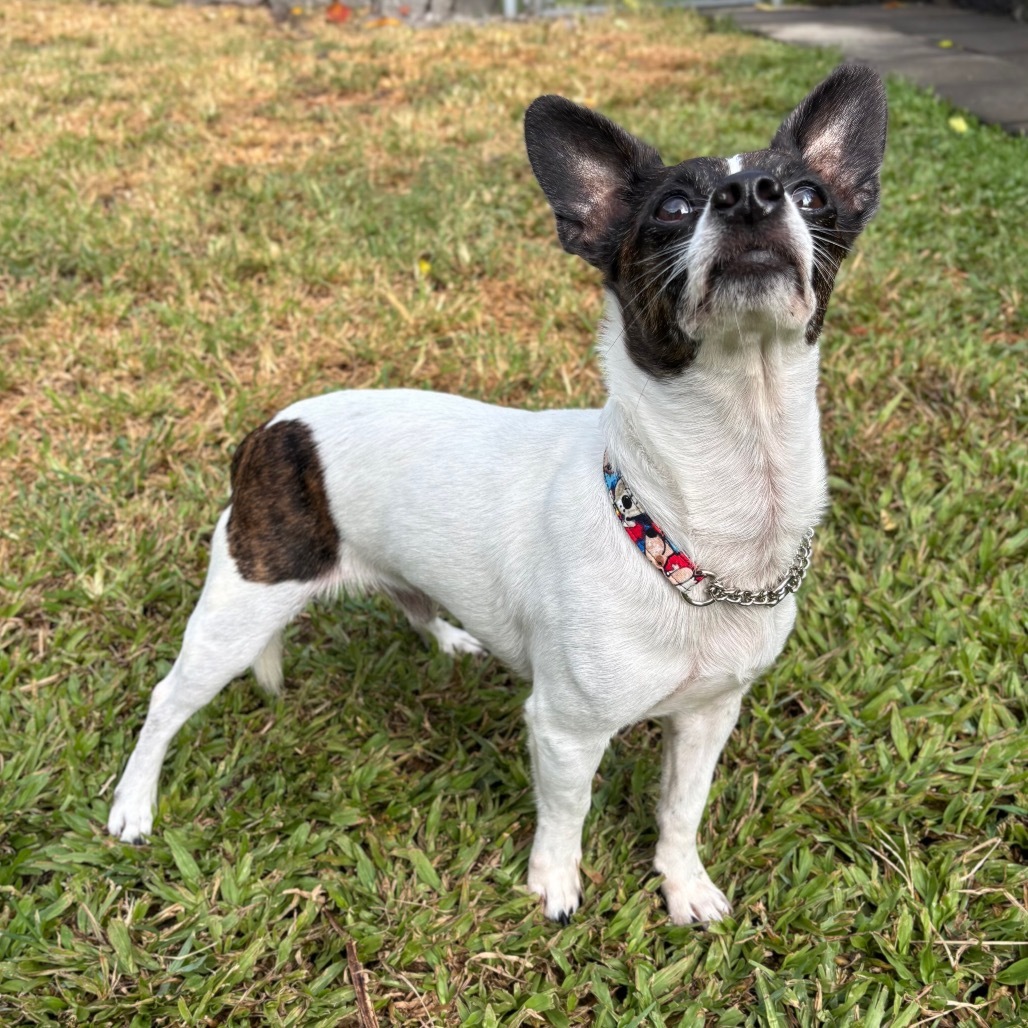 Noah(COH-A-63071), an adoptable Chihuahua, Terrier in Keaau, HI, 96749 | Photo Image 2