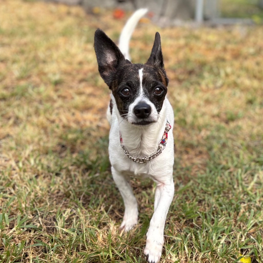Noah(COH-A-63071), an adoptable Chihuahua, Terrier in Keaau, HI, 96749 | Photo Image 3