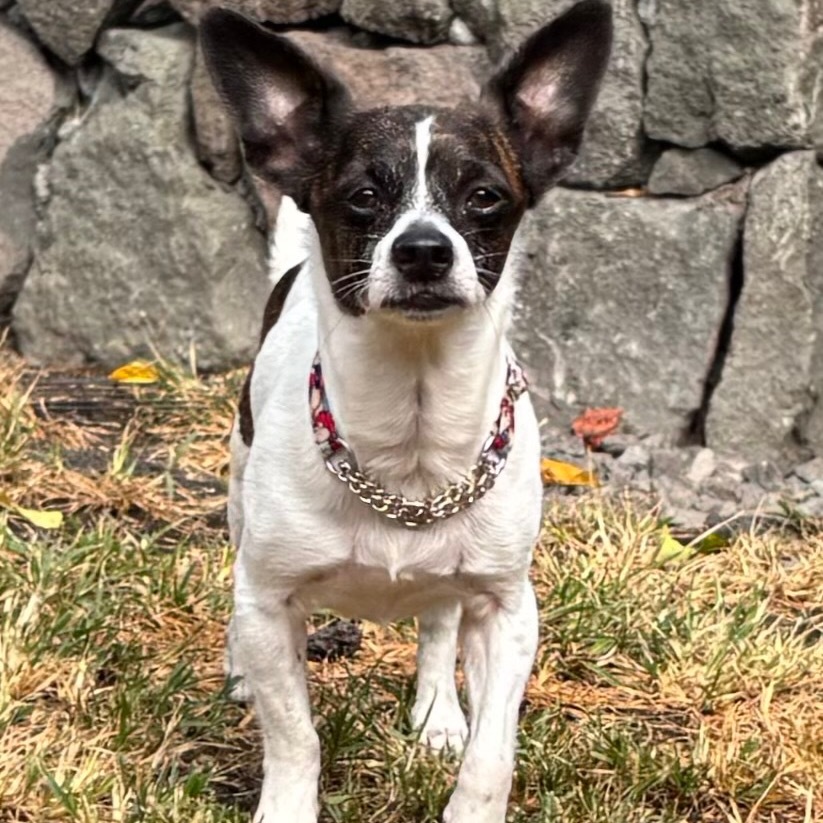 Noah(COH-A-63071), an adoptable Chihuahua, Terrier in Keaau, HI, 96749 | Photo Image 4