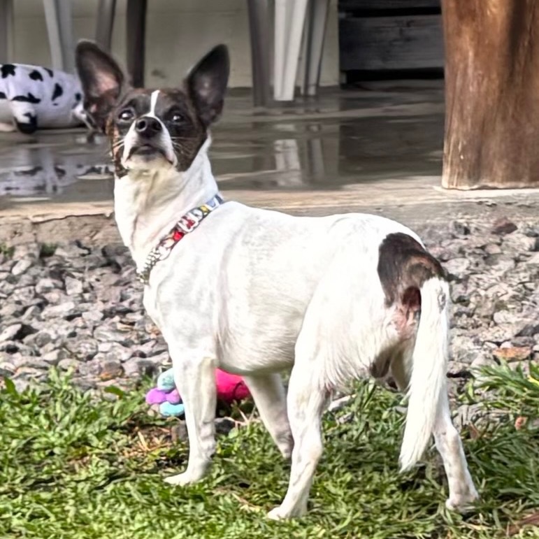 Noah(COH-A-63071), an adoptable Chihuahua, Terrier in Keaau, HI, 96749 | Photo Image 5