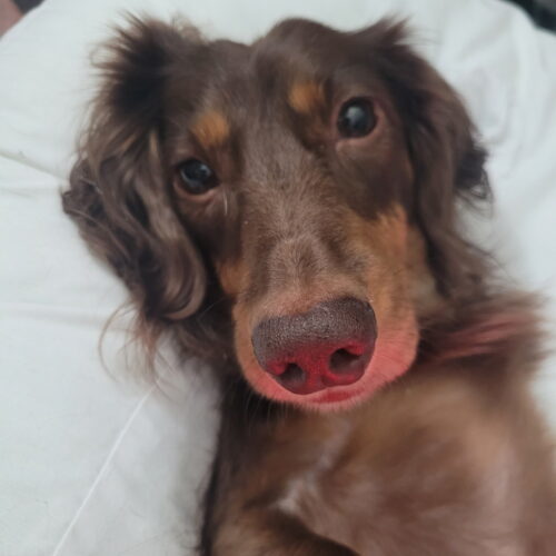 Rowan