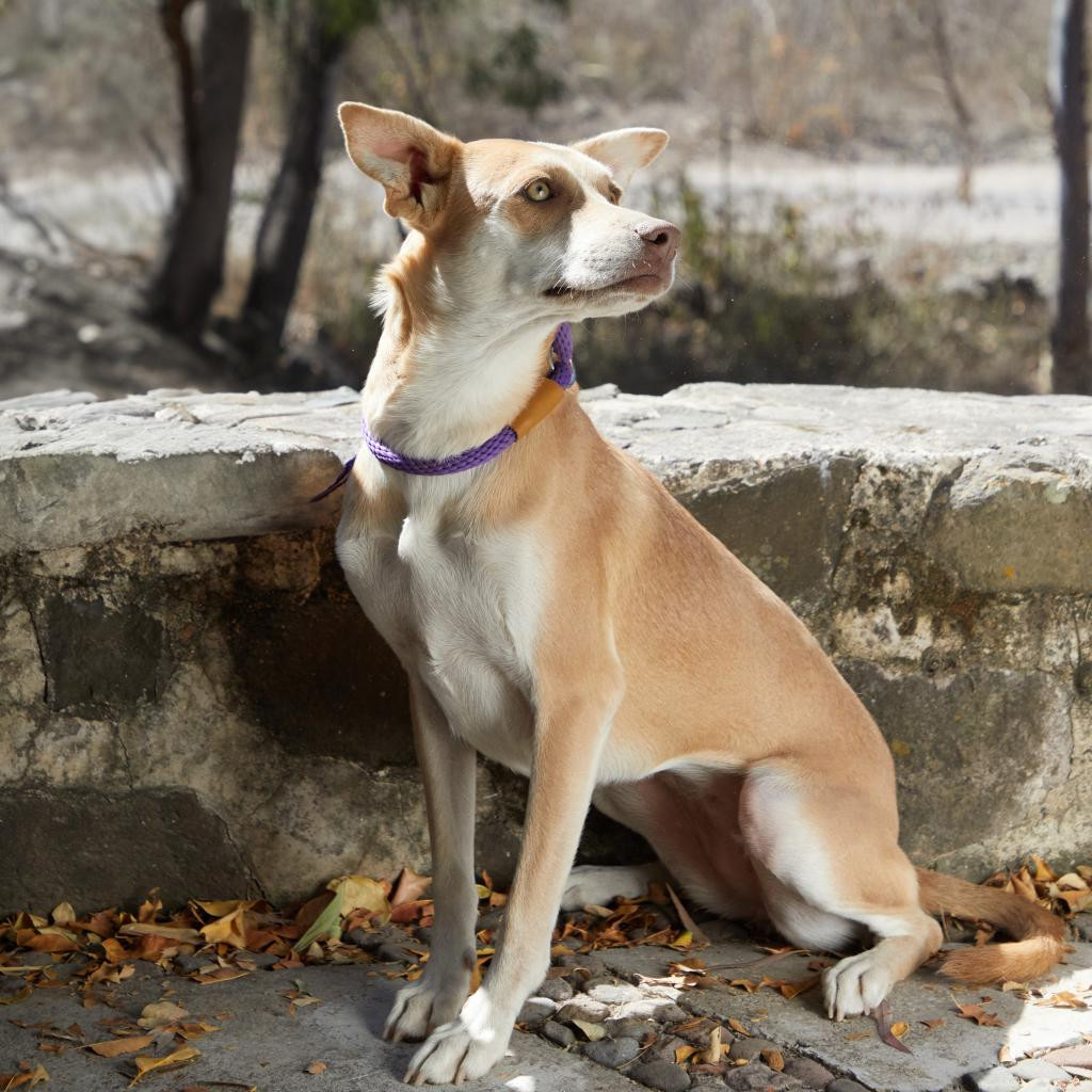 Xoana, an adoptable Labrador Retriever, Shepherd in Bend, OR, 97702 | Photo Image 1