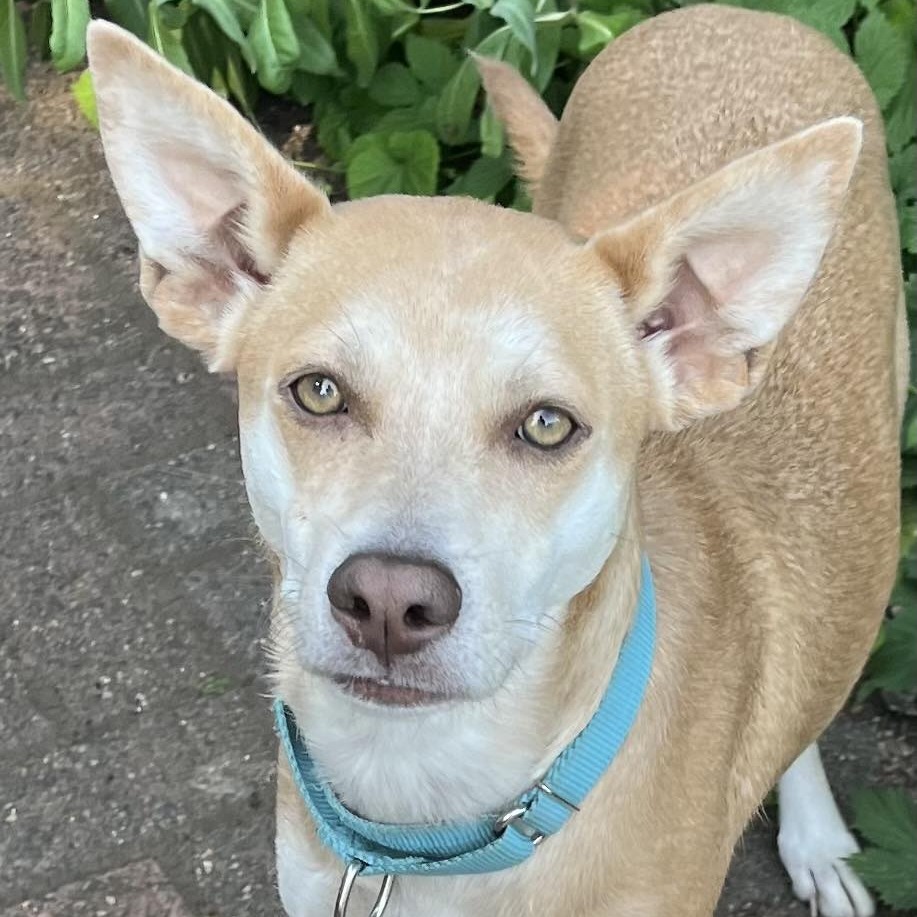Xoana, an adoptable Labrador Retriever, Shepherd in Bend, OR, 97702 | Photo Image 1