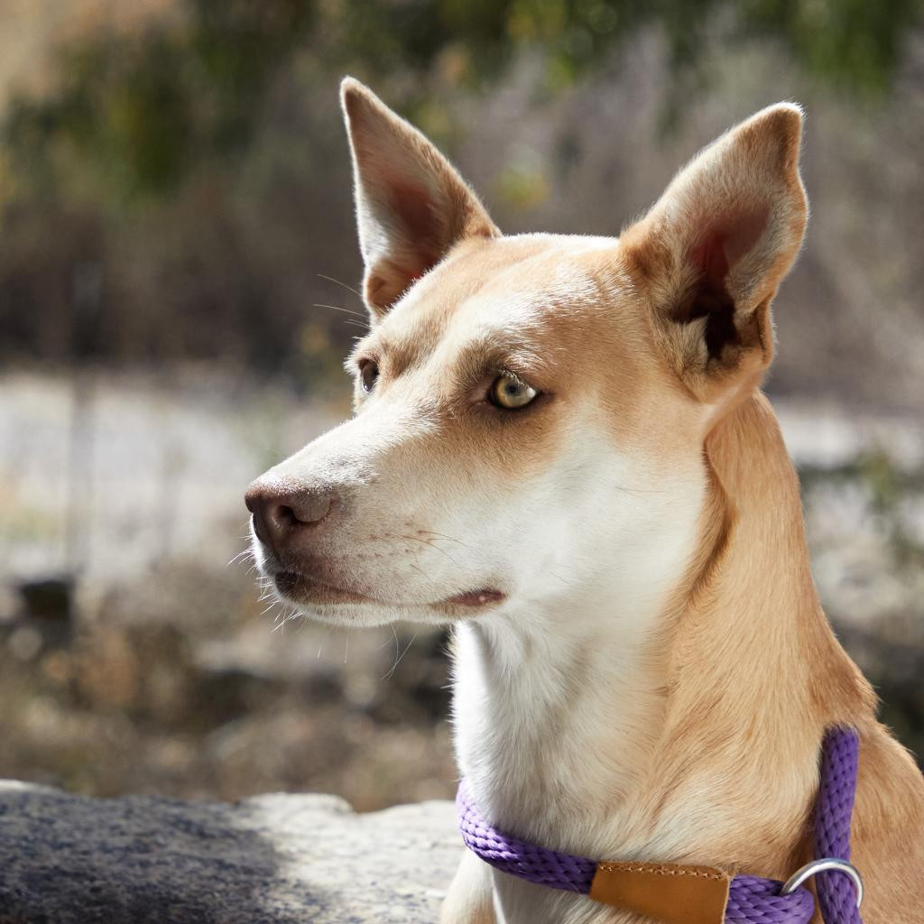 Xoana, an adoptable Labrador Retriever, Shepherd in Bend, OR, 97702 | Photo Image 2