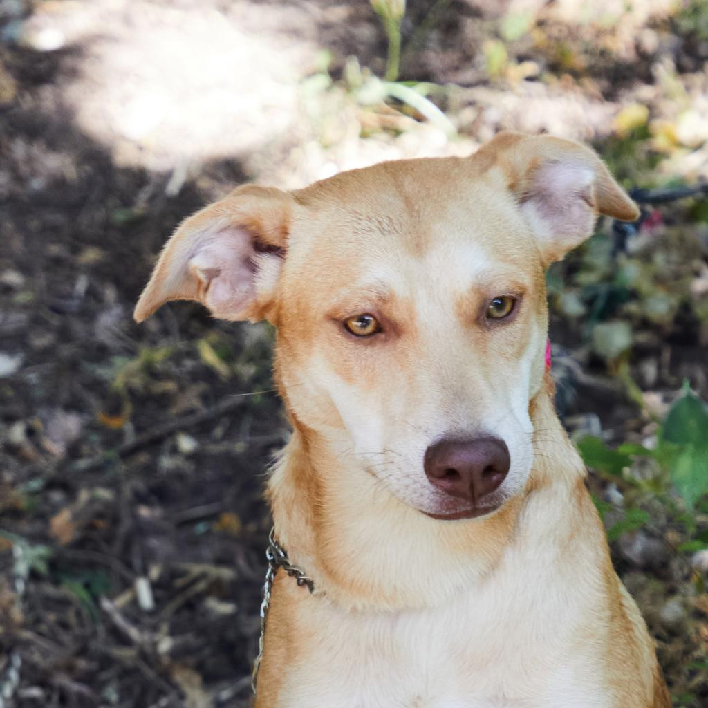 Xoana, an adoptable Labrador Retriever, Shepherd in Bend, OR, 97702 | Photo Image 3