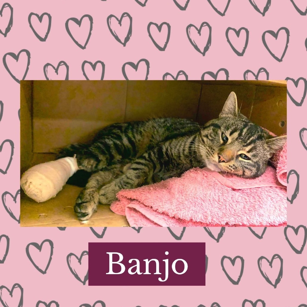 Banjo