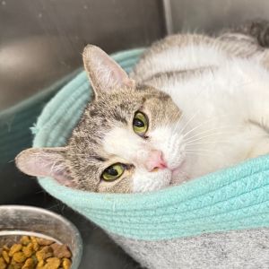 JENNY, Adult Female Domestic Short Hair