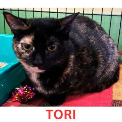 Tori