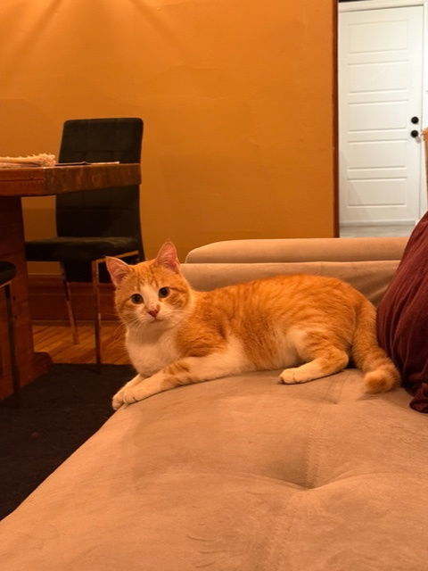 Bell Pepper, an adoptable Domestic Short Hair in Aurora, CO, 80012 | Photo Image 1