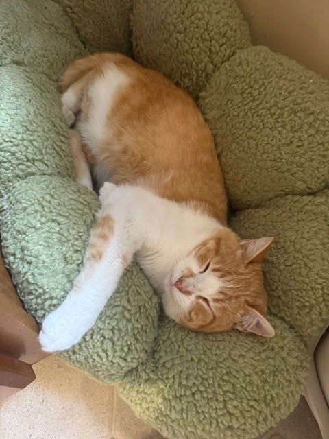 Bell Pepper, an adoptable Domestic Short Hair in Aurora, CO, 80012 | Photo Image 2