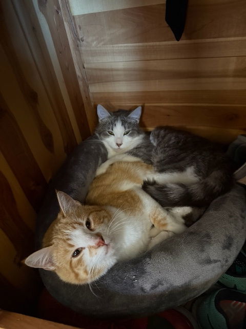 Bell Pepper, an adoptable Domestic Short Hair in Aurora, CO, 80012 | Photo Image 3